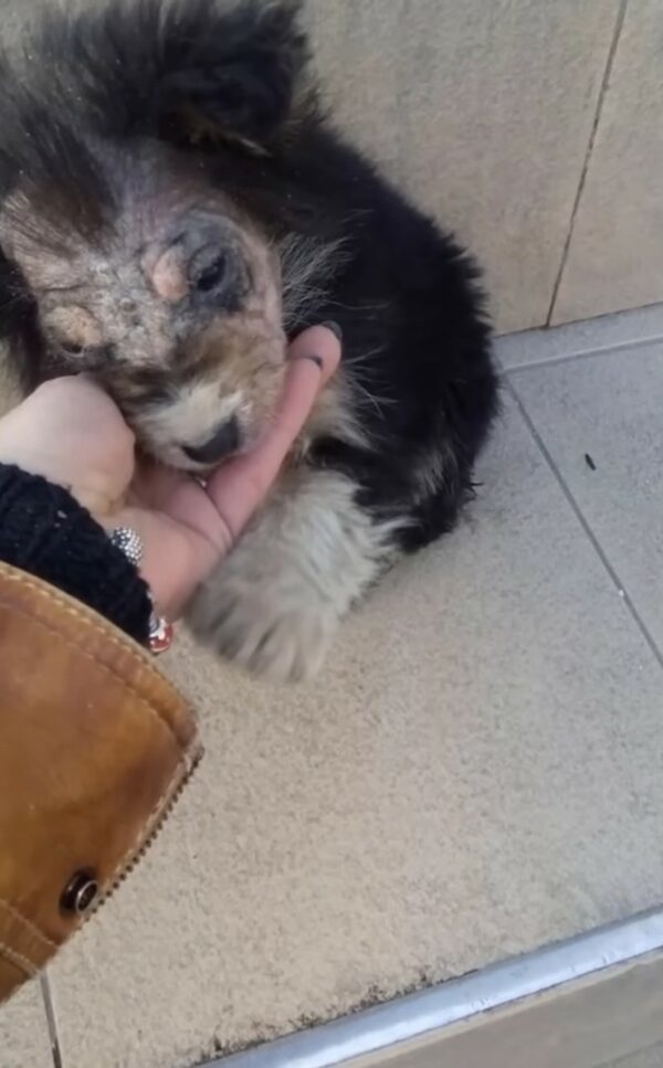 La desgarradora historia de un cachorro abandonado e ignorado finalmente encuentra esperanza-1