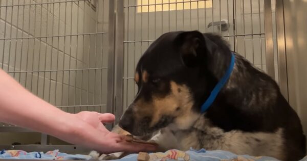 The Heartbreaking Tale of a Shelter Dog's Silent Vigil-1