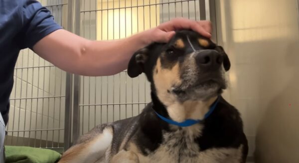 The Heartbreaking Tale of a Shelter Dog's Silent Vigil-1