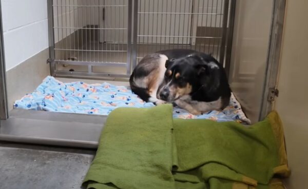 The Heartbreaking Tale of a Shelter Dog's Silent Vigil-1