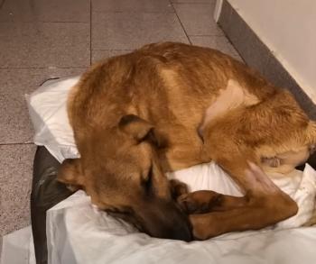 La increíble transformación de un perro salvado del borde de la muerte-1