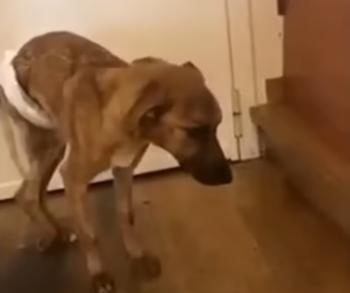 La increíble transformación de un perro salvado del borde de la muerte-1