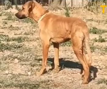 La increíble transformación de un perro salvado del borde de la muerte-1