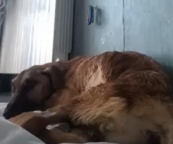 La increíble transformación de un perro salvado del borde de la muerte-1