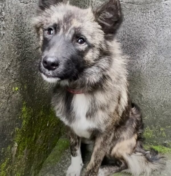 El viaje de un temeroso perro callejero: de la desesperación a la alegría-1