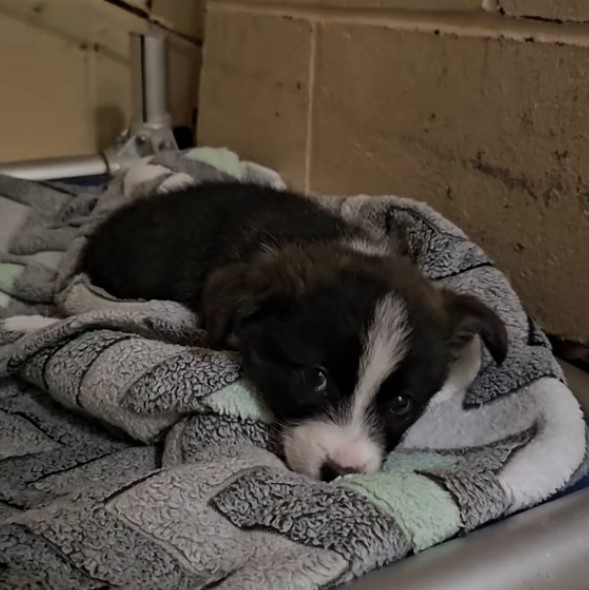 El cachorro dejado atrás: una historia de esperanza y nuevos comienzos-1