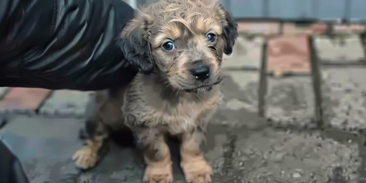 The Tale of a Homeless Puppy Who Found Love Against All Odds