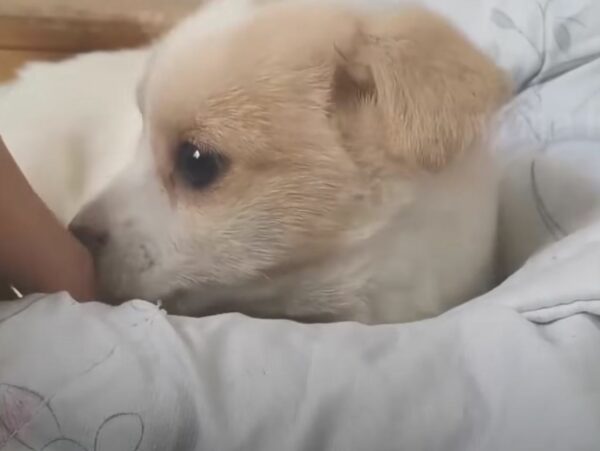 The Tear-Jerking Tale of an Abandoned Pup and His Rescuer-1