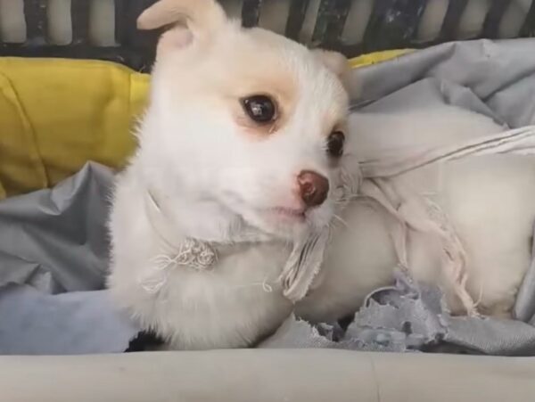 The Tear-Jerking Tale of an Abandoned Pup and His Rescuer-1