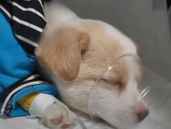 La conmovedora historia de un cachorro abandonado y su salvador-1