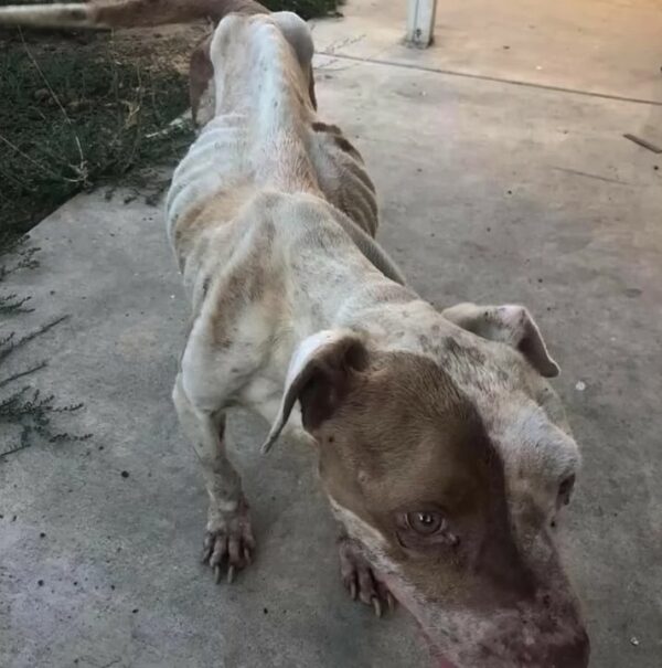 El lloroso viaje de un cachorro solitario hacia un abrazo amoroso-1