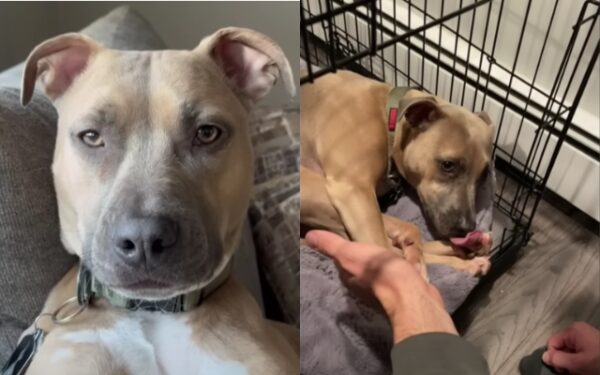 The Unbreakable Bond: A Couple’s Journey with Their Rescued Pit Bull-1