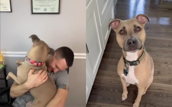 The Unbreakable Bond: A Couple’s Journey with Their Rescued Pit Bull-1