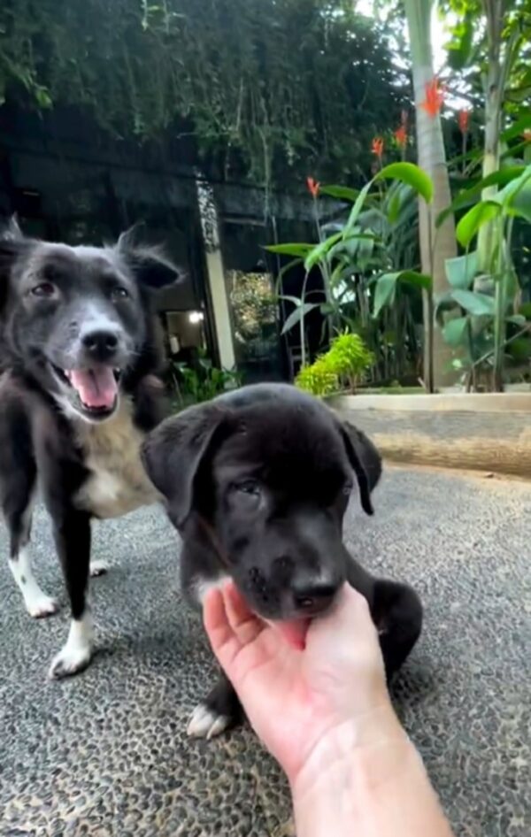 The Unbreakable Bond: How a Deaf Mama and Her Blind Puppy Defied the Odds Together-1