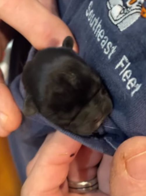 Este adorable cachorro escondido en un bolsillo te hará sonreír-1