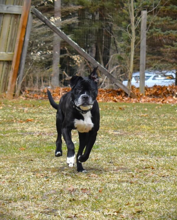 This Senior Dog's Heartfelt Wish After a Decade in Shelter Will Move You-1