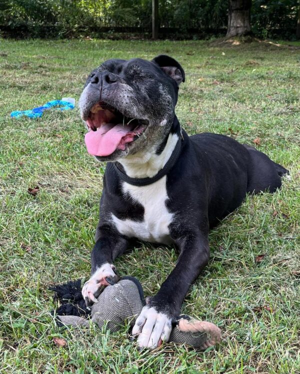 El más sincero deseo de este perro mayor después de una década en refugio te conmoverá-1