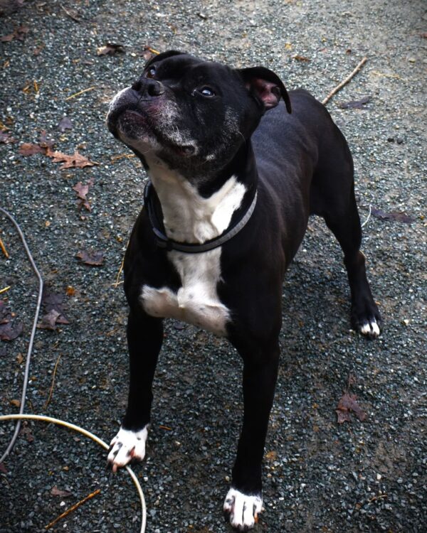 This Senior Dog's Heartfelt Wish After a Decade in Shelter Will Move You-1