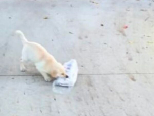 This Tiny Labrador's Determination Will Melt Your Heart-1