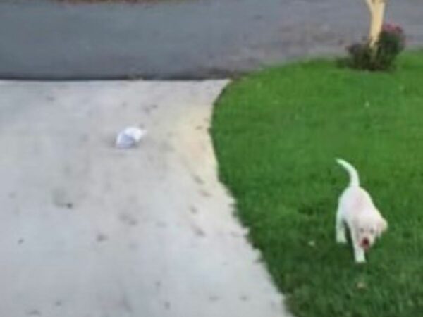 La determinación de este pequeño labrador derretirá tu corazón-1