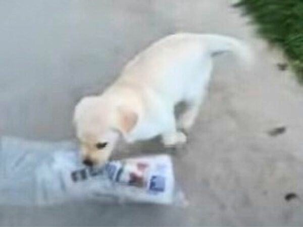 This Tiny Labrador's Determination Will Melt Your Heart-1