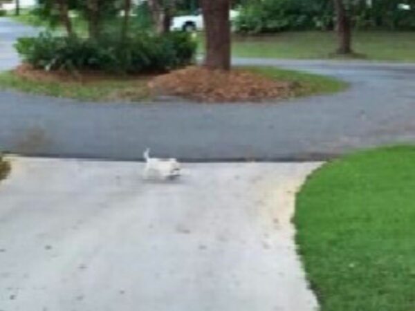 This Tiny Labrador's Determination Will Melt Your Heart-1