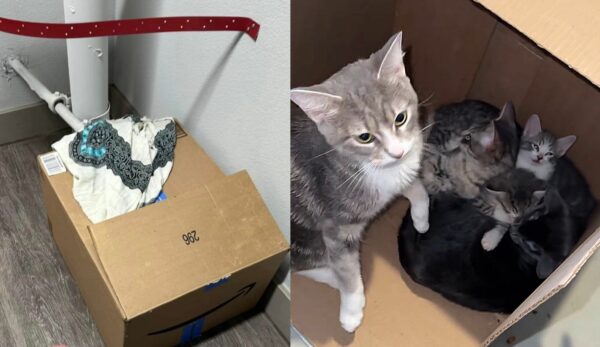 Tres gatos abandonados y dos gatitos en una caja: una historia de supervivencia y amor-1