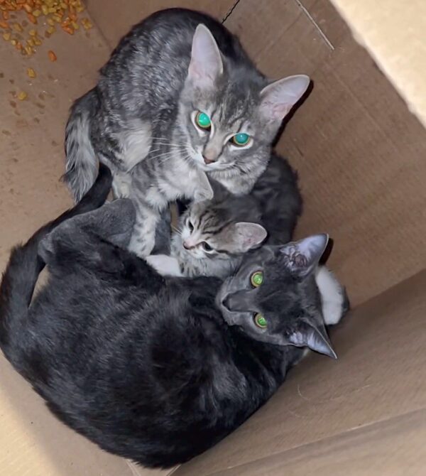 Three Abandoned Cats and Two Kittens in a Box: A Tale of Survival and Love-1