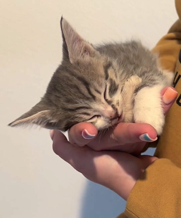 Tres gatos abandonados y dos gatitos en una caja: una historia de supervivencia y amor-1