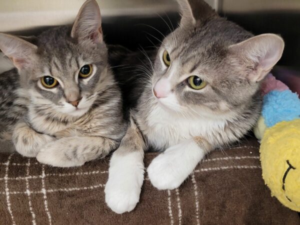 Tres gatos abandonados y dos gatitos en una caja: una historia de supervivencia y amor-1