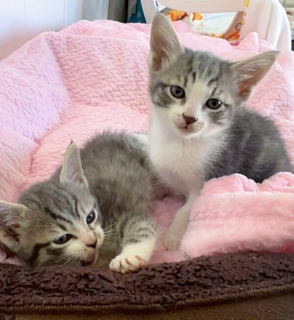 Tres gatos abandonados y dos gatitos en una caja: una historia de supervivencia y amor-1