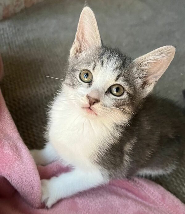 Tres gatos abandonados y dos gatitos en una caja: una historia de supervivencia y amor-1