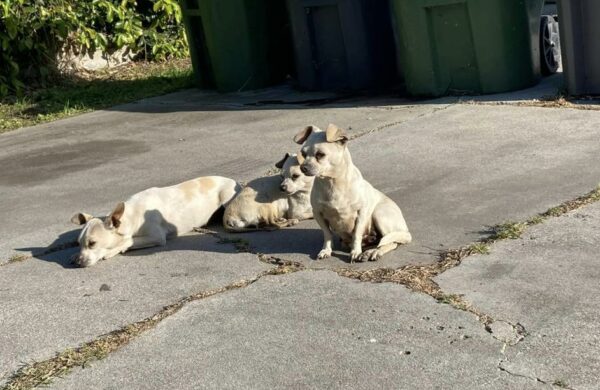 Tres valientes cachorros se protegen mutuamente en calles peligrosas-1