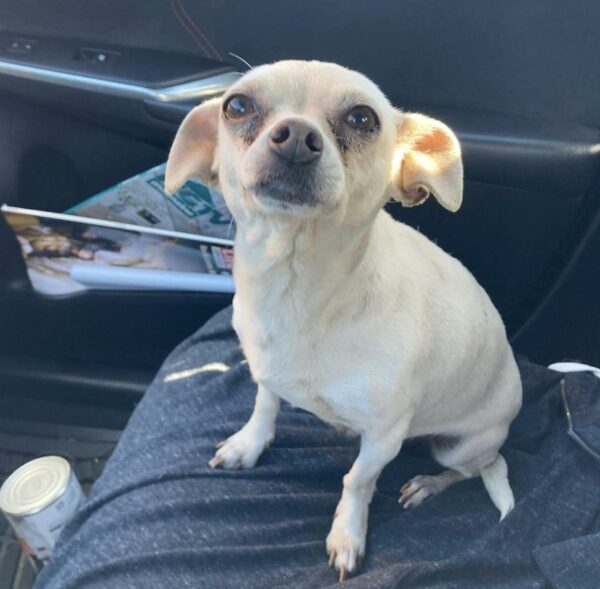 Tres valientes cachorros se protegen mutuamente en calles peligrosas-1