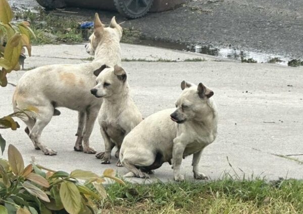 Tres valientes cachorros se protegen mutuamente en calles peligrosas-1