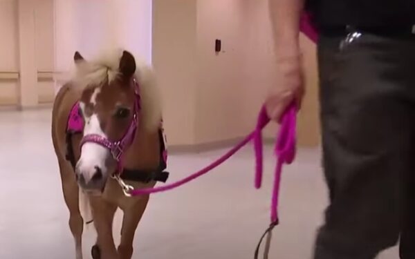 Tiny Horse trae grandes sonrisas: conozca a Poppy, la nueva estrella de terapia del hospital-1