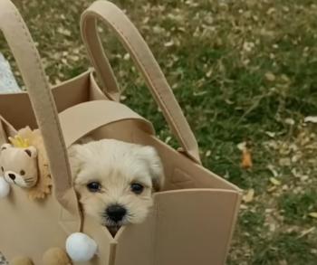 Tiny Miracle: El viaje de un cachorro rescatado del abismo-1