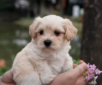 Tiny Miracle: El viaje de un cachorro rescatado del abismo-1