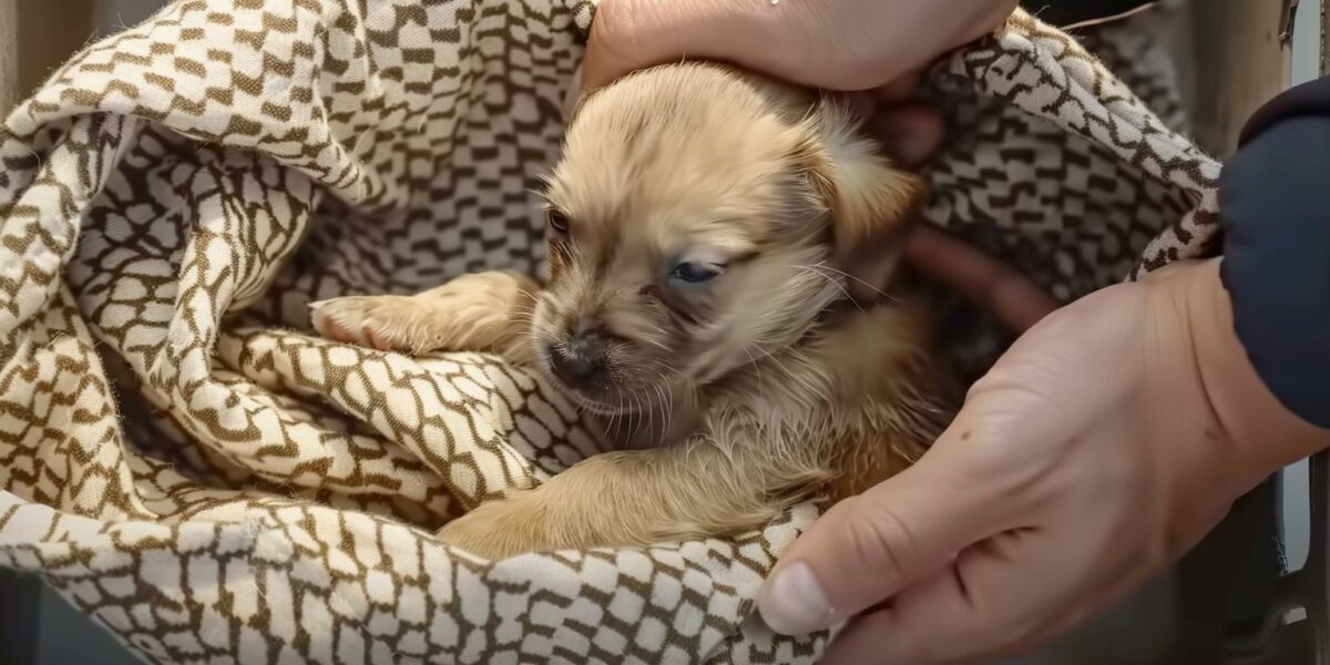 Tiny Miracle: The Journey of a Puppy Rescued from the Brink