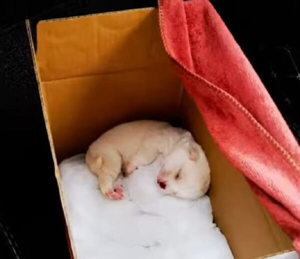 Tiny Puppy Abandoned in Plastic Bag Finds a Miraculous New Beginning-1