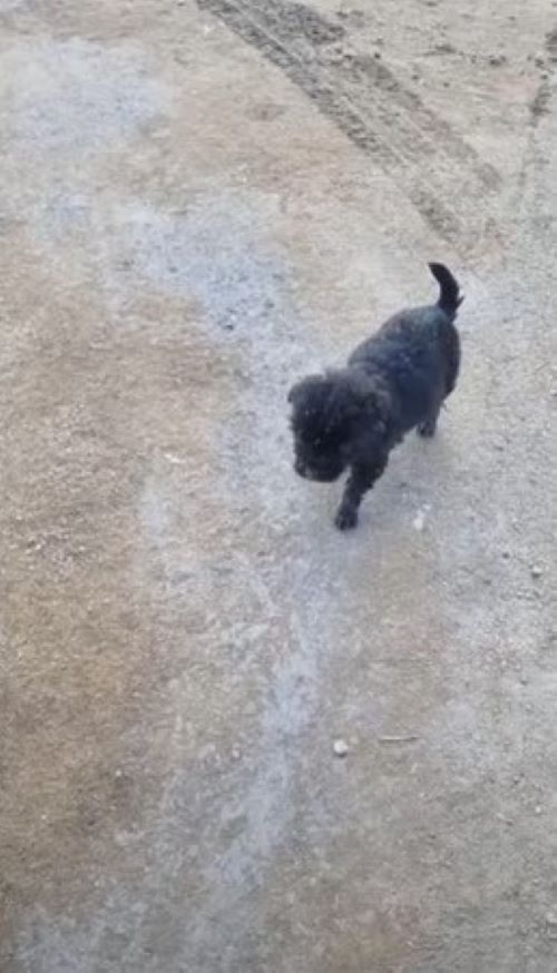 Un pequeño cachorro abandonado en una calle muy transitada encuentra una nueva esperanza-1