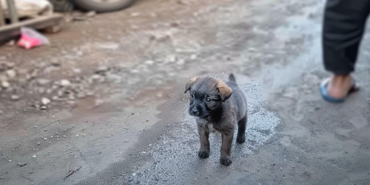 Tiny Puppy Left Alone on Busy Street Finds New Hope