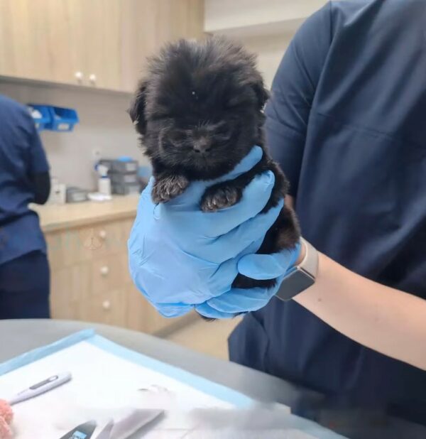 Un pequeño cachorro abandonado en una calle muy transitada encuentra una nueva esperanza-3