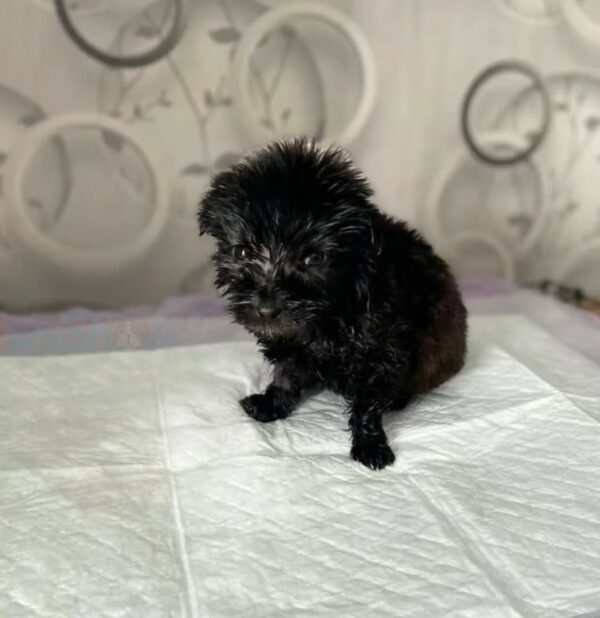 Un pequeño cachorro abandonado en una calle muy transitada encuentra una nueva esperanza-4