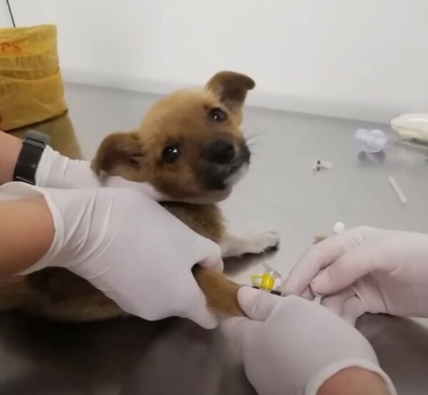 Tiny Puppy's Brush with Fate: A Journey from Despair to Joy-1