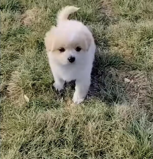 Tiny Puppy's Desperate Plea on a Cold Sidewalk Leads to Unexpected Kindness-1