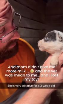 Tiny Puppy's Dramatic Tale: A Bundle of Joy with a Big Voice!-1