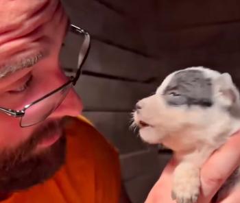 Tiny Puppy's Dramatic Tale: A Bundle of Joy with a Big Voice!-1