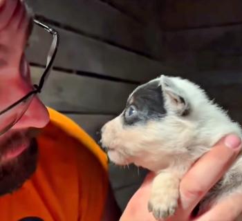 Tiny Puppy's Dramatic Tale: A Bundle of Joy with a Big Voice!-1