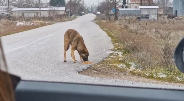 Tiny Puppy's Fight Against the Cold Leads to Unexpected Warmth and Love-1